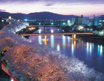 Asuwa River, the cherry trees blossom