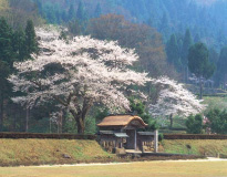 Ichijodani Asakura Clan Ruins
