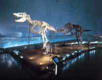 Fukui Prefectural Dinosaur Museum